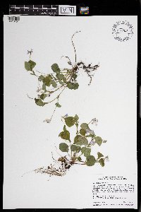 Viola labradorica image