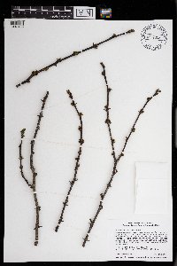 Zanthoxylum americanum image