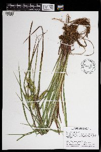 Carex hystericina image
