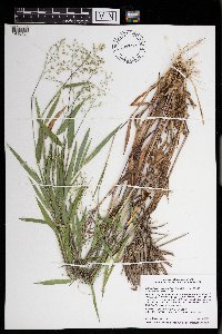 Dichanthelium oligosanthes image