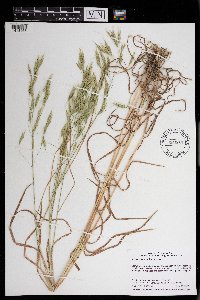 Bromus japonicus image