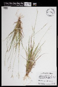 Dichanthelium linearifolium image