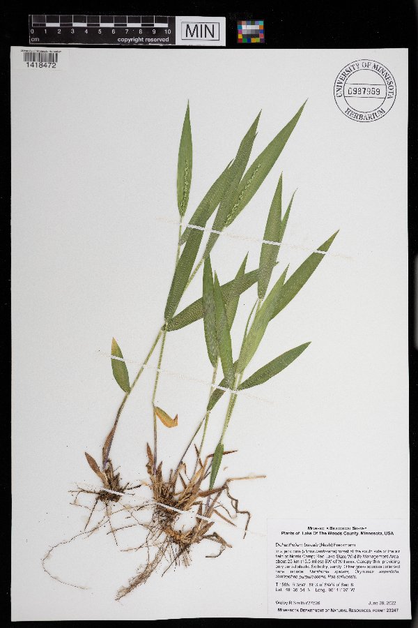 Dichanthelium boreale image