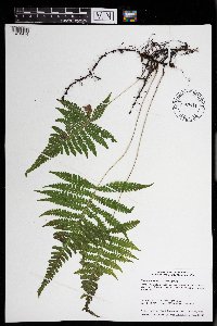 Phegopteris connectilis image