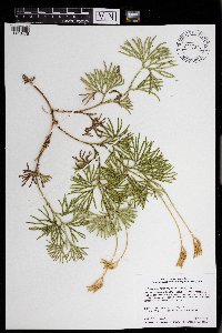 Diphasiastrum digitatum image