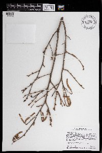 Corylus americana image
