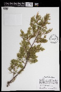Juniperus virginiana image
