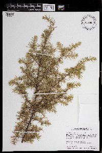 Juniperus communis image