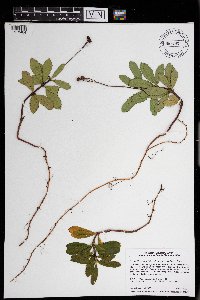 Chimaphila umbellata subsp. umbellata image