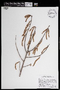 Corylus americana image