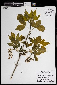 Acer negundo image