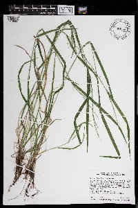 Festuca subverticillata image