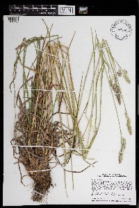 Dactylis glomerata image