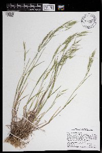 Bromus japonicus image