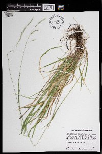 Schizachne purpurascens image