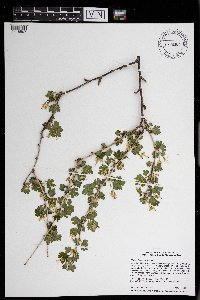 Ribes missouriense image
