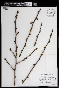 Zanthoxylum americanum image