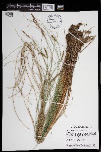 Carex lasiocarpa var. americana image