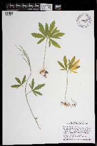 Cardamine concatenata image