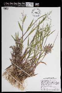 Dichanthelium oligosanthes image