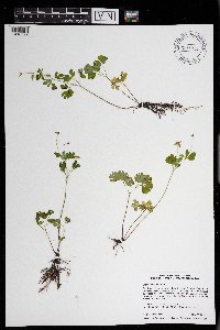 Enemion biternatum image