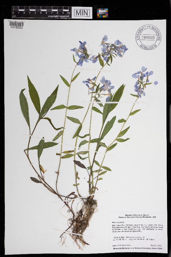 Phlox divaricata image