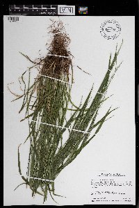 Festuca subverticillata image