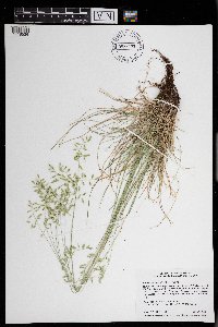 Festuca trachyphylla image