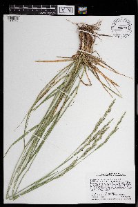 Schedonorus arundinaceus image