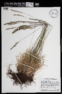Festuca trachyphylla image