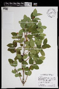 Lonicera tatarica image