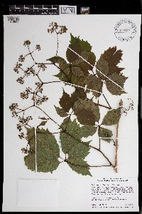 Parthenocissus inserta image