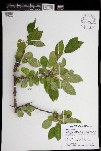 Rhamnus cathartica image