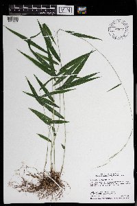 Brachyelytrum aristosum image