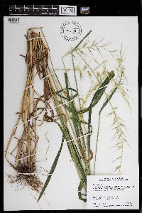 Elymus hystrix image