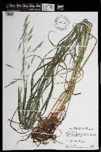 Bromus inermis image