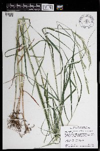 Calamagrostis canadensis image