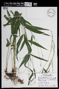 Brachyelytrum erectum image