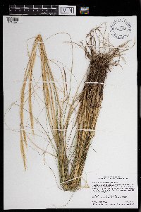 Hesperostipa spartea image