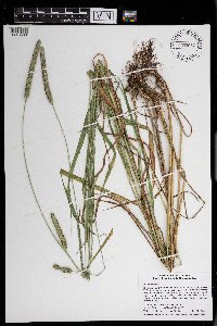Phleum pratense image