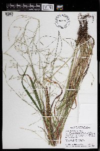 Festuca subverticillata image