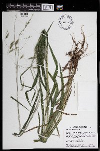 Bromus pubescens image