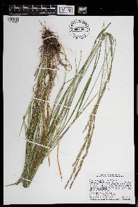 Schedonorus pratensis image