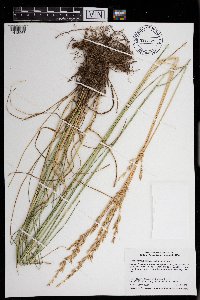 Schedonorus arundinaceus image