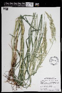 Calamagrostis canadensis image