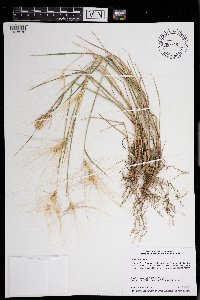 Hordeum jubatum image