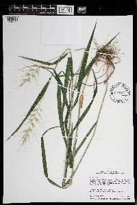Elymus hystrix image