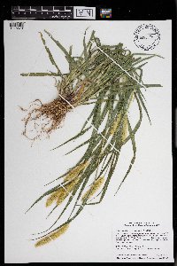 Setaria pumila image