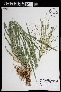 Panicum dichotomiflorum image