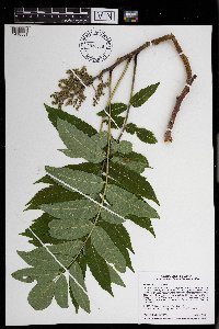 Rhus typhina image